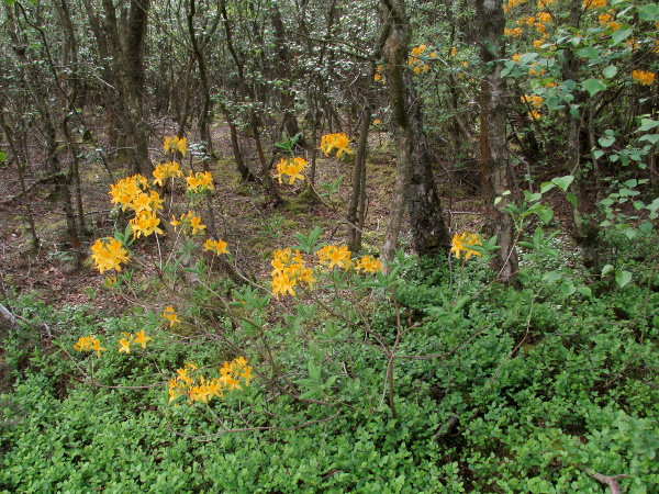 yellow azalea / Rhododendron luteum: _Rhododendron luteum_ is native to western Asia, eastern Europe, and possibly the Alps of Austria and Slovenia; it has become naturalised in acid woods and moorland across Great Britain and at a couple of sites in Ireland.
