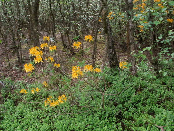 yellow azalea / Rhododendron luteum