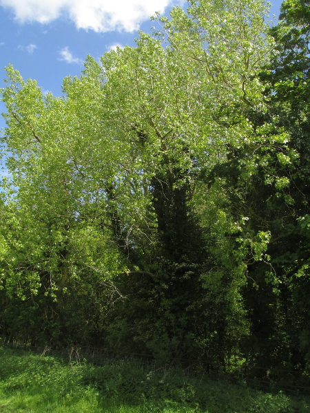 hybrid black poplar / Populus × canadensis: _Populus_ × _canadensis_ (_P. nigra_ × _P. deltoides_) is a popular planted tree, represented by many different cultivars.