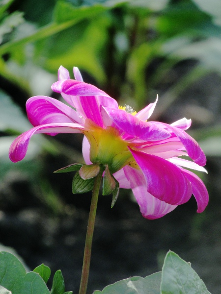 dahlia / Dahlia × hortensis: There are two types of bract in _Dahlia_ × _hortensis_: a row of large, green patent ones at the base of the inflorescence, and a row of thinner, coloured ones above.