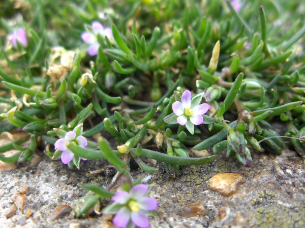 lesser sea-spurrey / Spergularia marina: _Spergularia marina_ grows natively on salt marshes, but also occurs along salted roads inland; it has small flowers (< 8 mm diameter), and its stipules are fused for at least ⅓ their length.