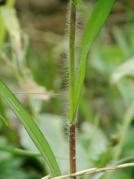 common millet / Panicum miliaceum: The stiff patent hairs separate _Panicum miliaceum_ from other taxa with ligules made up of hairs.