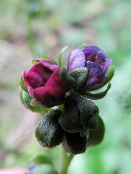 green hound’s-tongue / Cynoglossum germanicum