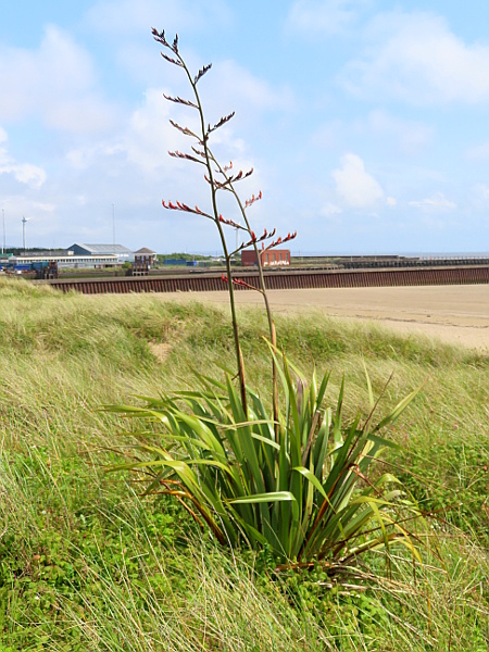 lesser New Zealand flax / Phormium cookianum: _Phormium cookianum_ is a large evergreen herb from New Zealand with conspicuous rosettes of long, simple leaves; it has become naturalised in a few locations, especially near the coast.
