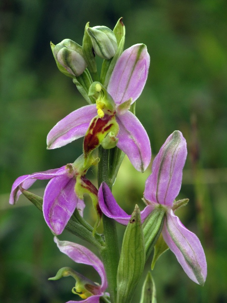bee orchid / Ophrys apifera: _Ophrys apifera_ var. _trollii_ is a variety sometimes known as the ‘wasp orchid’.