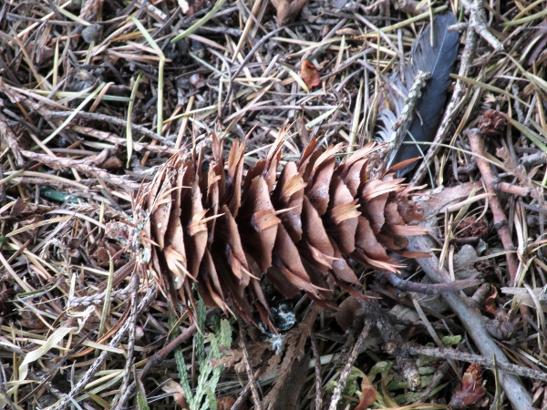 Douglas fir / Pseudotsuga menziesii: The seed cones of _Peudotsuga menziesii_ have 3-lobed bracts exserted below every scale.