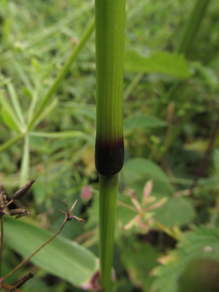 giant fescue / Schedonorus giganteus: Swollen stem-node