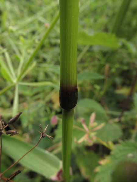 giant fescue / Schedonorus giganteus