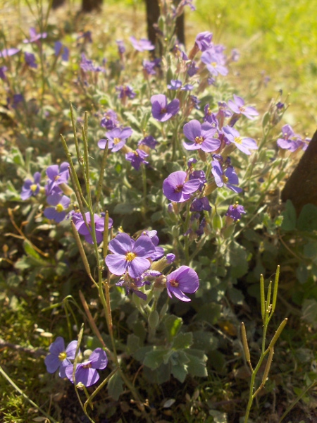 aubretia / Aubrieta deltoidea