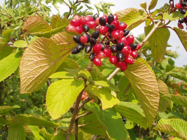 wayfaring tree / Viburnum lantana: The fruit of _Viburnum lantana_ is a slightly compressed berry that ripens from red to black; the leaves are serrate but unlobed.
