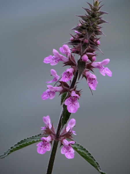 marsh woundwort / Stachys palustris: _Stachys palustris_ has paler flowers than _Stachys sylvestris_, as well as narrow leaves with blunter teeth; the hybrid between the two is _Stachys_ × _ambigua_.