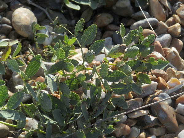 sea pea / Lathyrus japonicus: _Lathyrus japonicus_ grows on some shingle beaches, especially in south-eastern England; it has a few, large leaflets and a short terminal tendril on each leaf.
