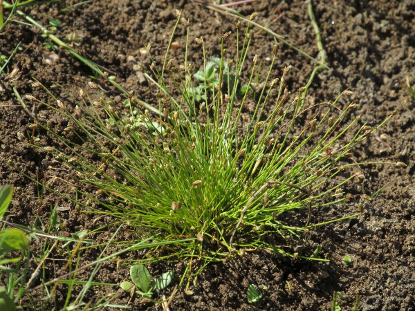 slender club-rush / Isolepis cernua: _Isolepis cernua_ is found in coastal regions of Ireland, western Great Britain and East Anglia.