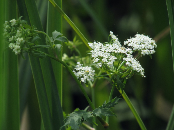 lesser water-parsnip / Berula erecta