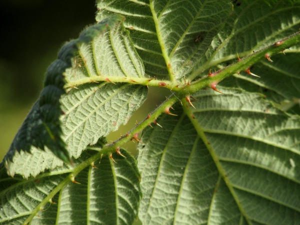 brambles / Rubus sect. Corylifolii: The underside of the leaf is hairy, but not felted.