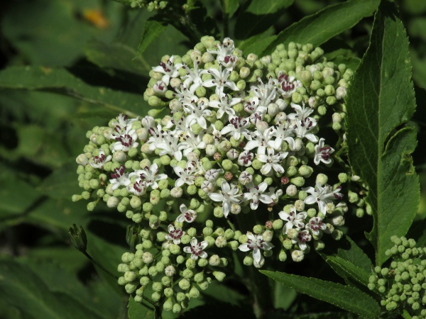 dwarf elder / Sambucus ebulus: The purple anthers of _Sambucus ebulus_ distinguish it from our other _Sambucus_ species.