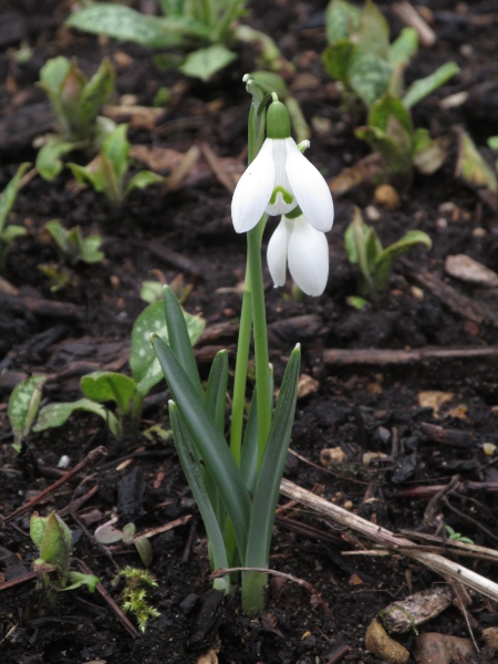 Queen Olga’s snowdrop / Galanthus reginae-olgae: _Galanthus reginae-olgae_ differs from our other snowdrops in having a strong white stripe along the centre of its leaves; most varieties flower in late autumn, before the leaves emerge.