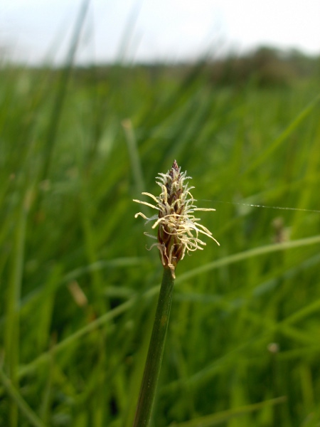 common spike-rush / Eleocharis palustris: The lowest glume usually encircles less than half of the spikelet in _Eleocharis palustris_.