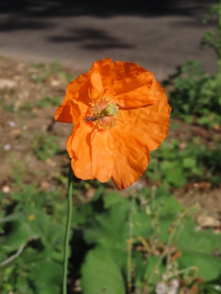 Atlas poppy / Papaver atlanticum: _Papaver atlanticum_ is a perennial poppy native to the Atlas Mountains of Morocco, typically with orange flowers.