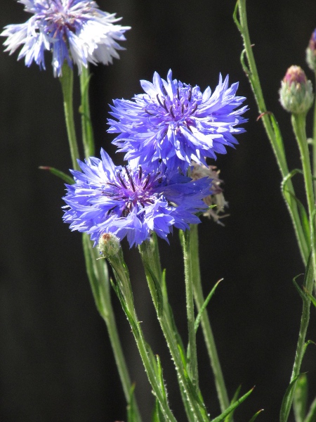 cornflower / Centaurea cyanus: _Centaurea cyanus_ was once an arable weed, but is now normally encountered as a garden plant or in non-native ‘wildflower’ mixes.