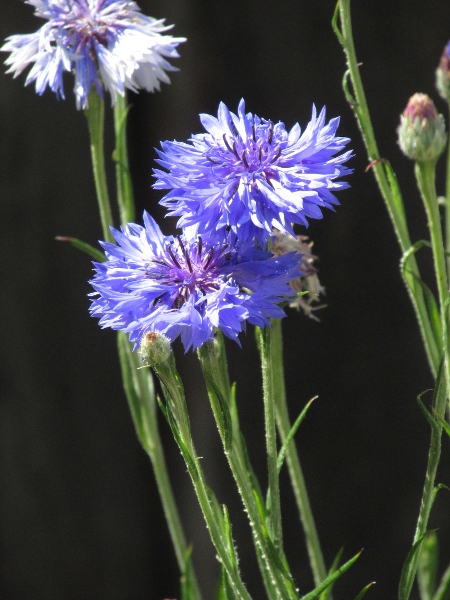 cornflower / Centaurea cyanus