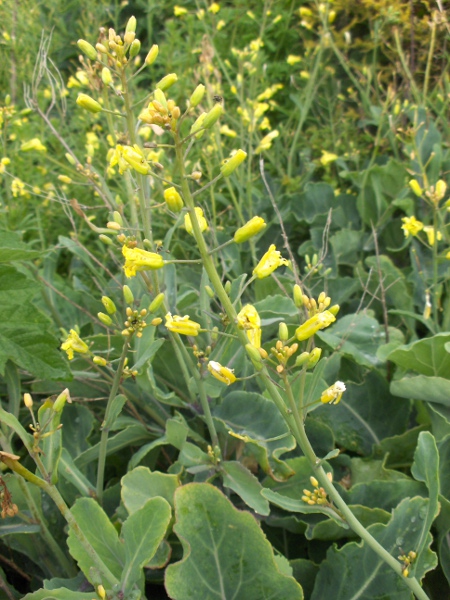 cabbage / Brassica oleracea: Flowers