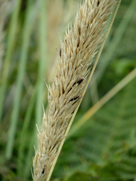 marram / Ammophila arenaria: Inflorescence