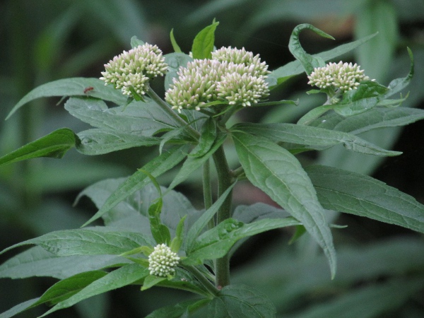 hemp agrimony / Eupatorium cannabinum: The lower leaves and most of the upper leaves are divided into 3 leaflets.