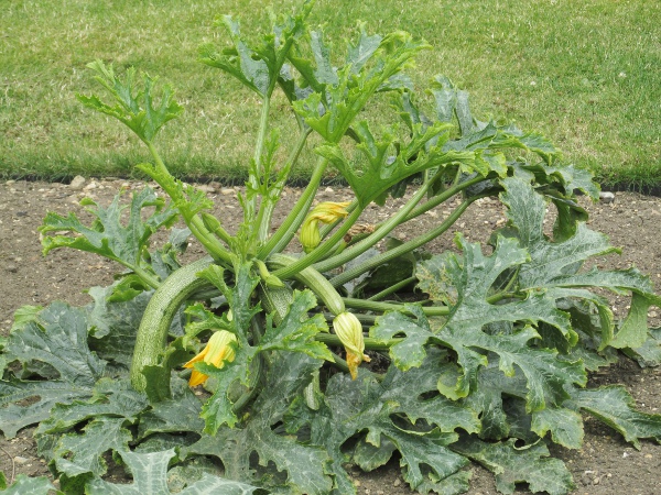 marrow / Cucurbita pepo: _Cucurbita pepo_ is a widely grown plant that appears as a casual from kitchen waste and garden throw-outs.