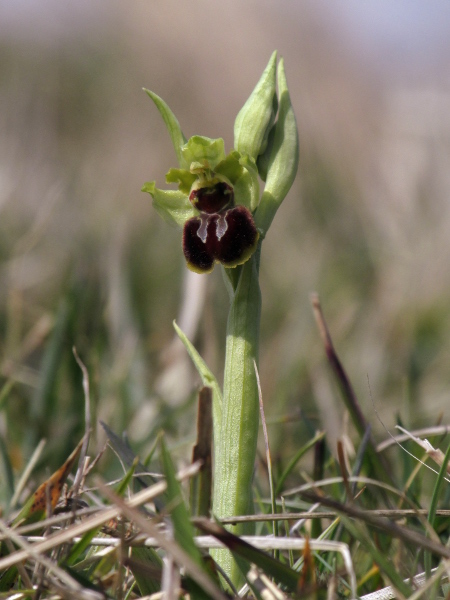 early spider orchid / Ophrys sphegodes: _Ophrys sphegodes_ is an orchid of short grassland over chalk, almost always close to the sea.