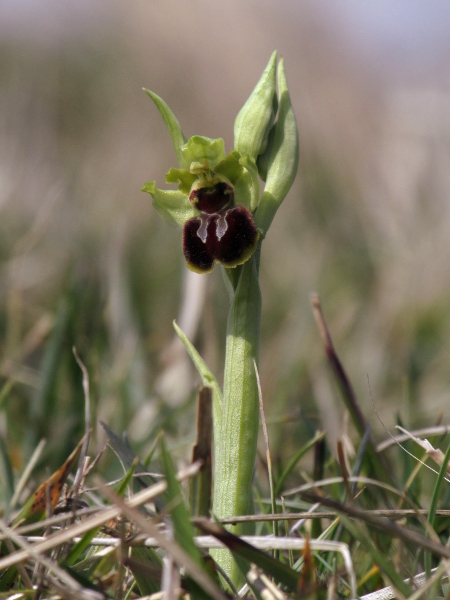 early spider orchid / Ophrys sphegodes