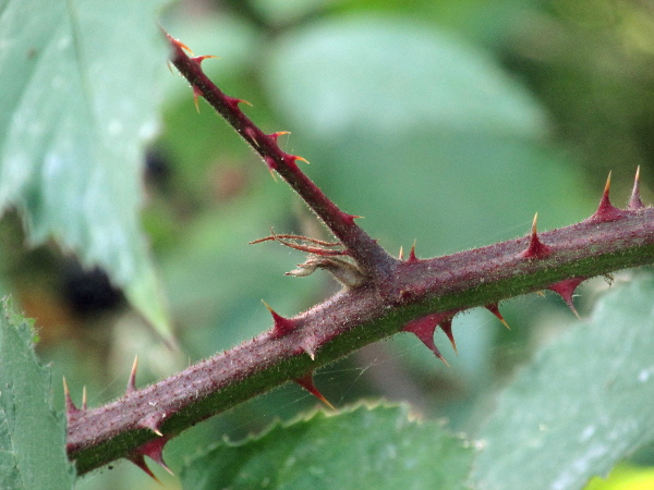 brambles / Rubus ser. Radulae: In _Rubus_ ser. _Radulae_, the stems have a dense covering of fine spines and gland-tipped hairs, as well as the large prickles on the stem ridges.