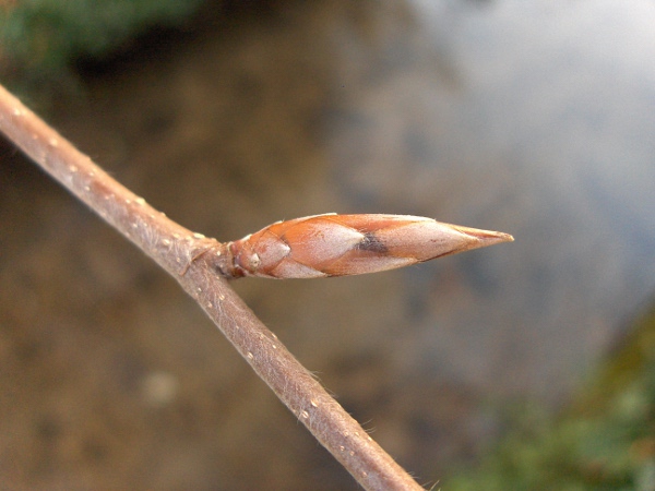 beech / Fagus sylvatica: The buds of _Fagus sylvatica_ are distinctively long, narrow and tapering.