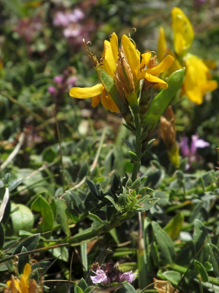 dyer’s greenweed / Genista tinctoria: _Genista tinctoria_ subsp. _littoralis_ is a rare subspecies of the coasts of Cornwall and North Devon, with broader leaves and often hairy fruits.