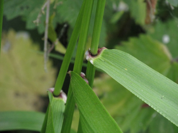 giant fescue / Schedonorus giganteus: Leaf bases