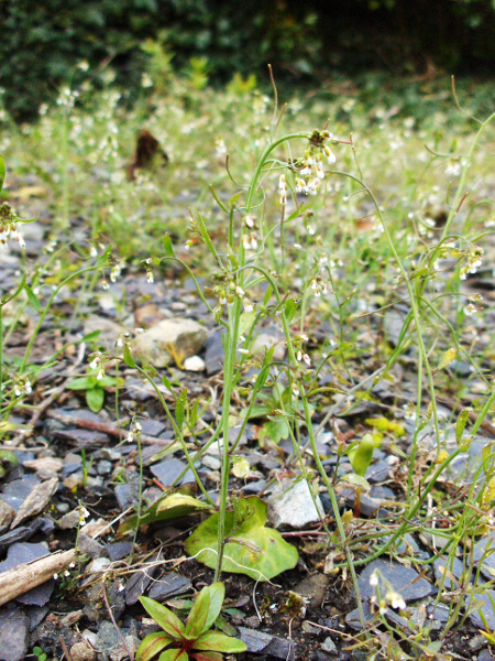 Thale cress / Arabidopsis thaliana: _Arabidopsis thaliana_ produces long, narrow pods, held away from the stem.