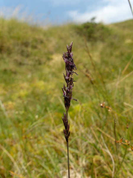 common purple moor-grass / Molinia caerulea subsp. caerulea: _Molinia caerulea_ subsp. _caerulea_ is more widespread than _M. caerulea_ subsp. _arundinacea_, and its inflorescences are much narrower.