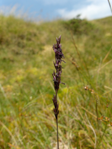 common purple moor-grass / Molinia caerulea subsp. caerulea: _Molinia caerulea_ subsp. _caerulea_ is more widespread than _M. caerulea_ subsp. _arundinacea_, and its inflorescences are much narrower.