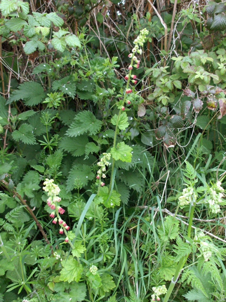 fringecups / Tellima grandiflora