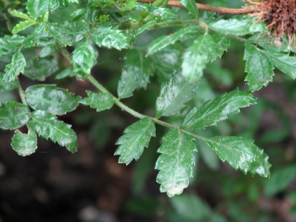 pirri-pirri bur / Acaena novae-zelandiae: _Acaena novae-zelandiae_ has glossy leaves with 5–12 teeth per leaflet.