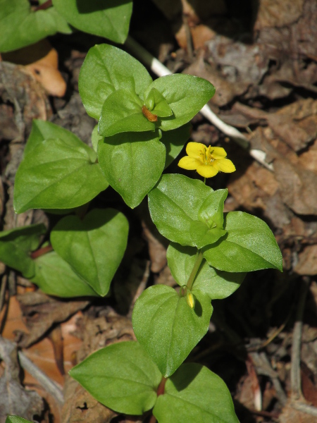 yellow pimpernel / Lysimachia nemorum: _Lysimachia nemorum_ can be found across the British Isles in woodlands and other habitats; its leaves reach a blunt point and lack glands, and its sepals are narrow, unlike _Lysimachia nummularia_.