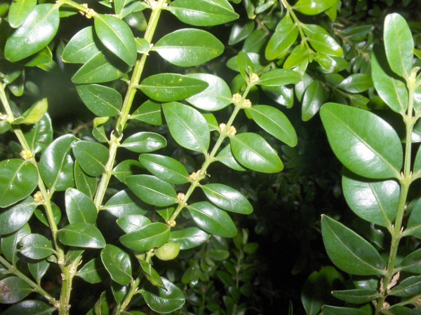 box / Buxus sempervirens: The inconspicuous flowers of _Buxus sempervirens_ are borne in the axils of the opposite leaves.