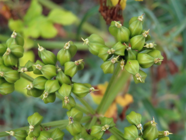 alexanders / Smyrnium olusatrum: The fruits of _Smyrnium olusatrum_ have three strong ridges on each mericarp, but are otherwise smooth.