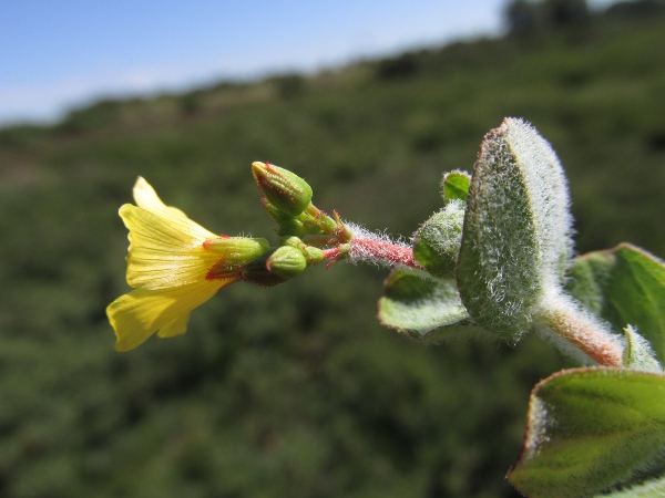 marsh St. John’s wort / Hypericum elodes: The glands on the sepals of _Hypericum elodes_ are, unusually, red.