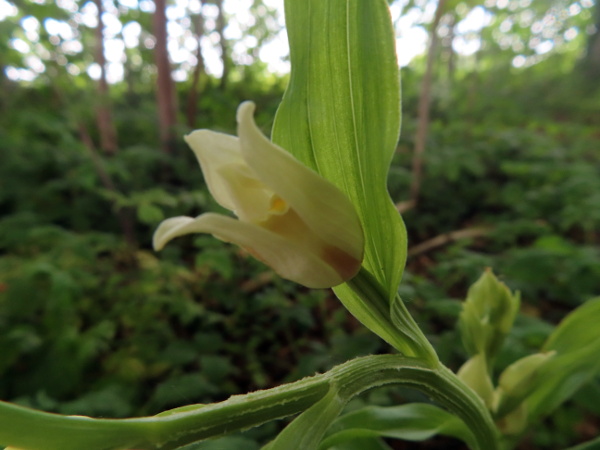 white helleborine / Cephalanthera damasonium: The flowers of _Cephalanthera damasonium_ are held close to the stem, with a large, leaf-like bract below the untwisted ovary, all in contrast to _Cephalanthera longifolia_.
