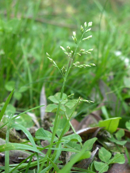 annual meadow-grass / Poa annua: Habitus