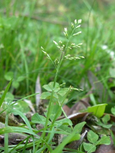 annual meadow-grass / Poa annua