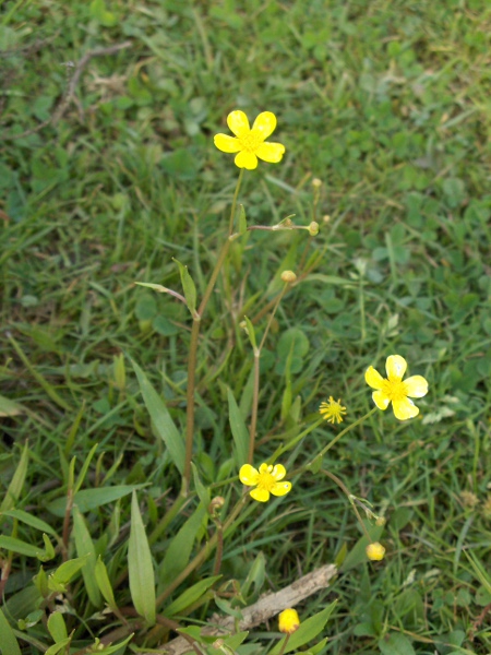 lesser spearwort / Ranunculus flammula: Like _Ranunculus lingua_, _Ranunculus flammula_ has undivided leaves.