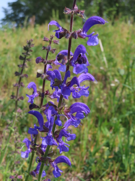 meadow clary / Salvia pratensis: The large purple flowers and green bracts of _Salvia pratensis_ separate it from every other _Salvia_ in the area except the shrubby _Salvia officinalis_.