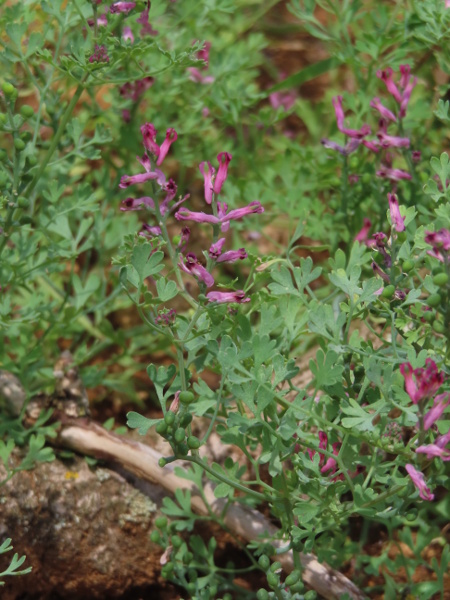 common fumitory / Fumaria officinalis: _Fumaria officinalis_ subsp. _wirtgenii_ has fewer flowers with smaller sepals (< 2 × 1 mm) than _F. officinalis_ subsp. _officinalis_.